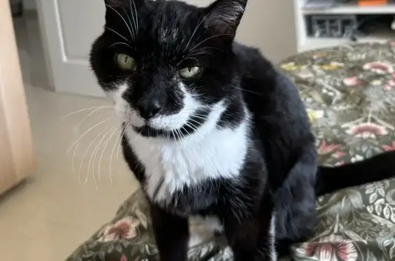 Chatte Chiara 17 ans perdue à Aspremont - photo