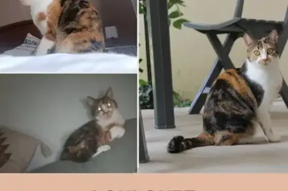 Chatte isabelle disparue à Vayres - photo