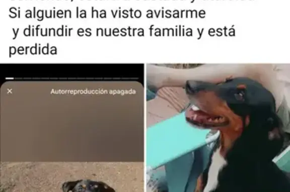 ¡Ayuda! Perro perdido: Noa con bufanda azul