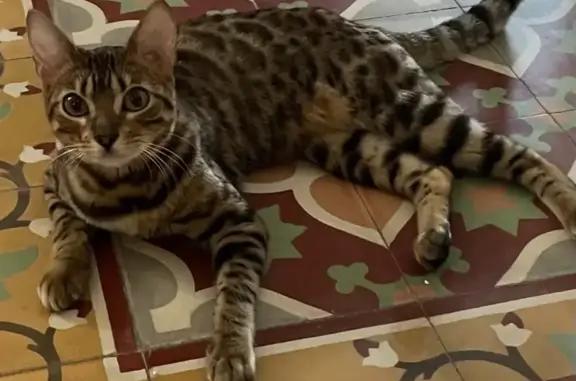 Chat perdu, Canet-en-Roussillon, photo: Chatte Bengale disparue à Canet