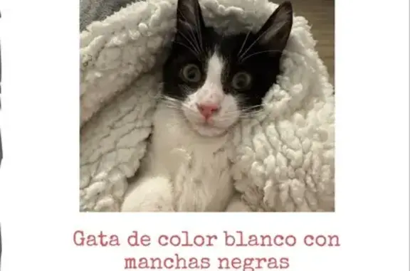 ¡Gatita Perdida en el Masnou!