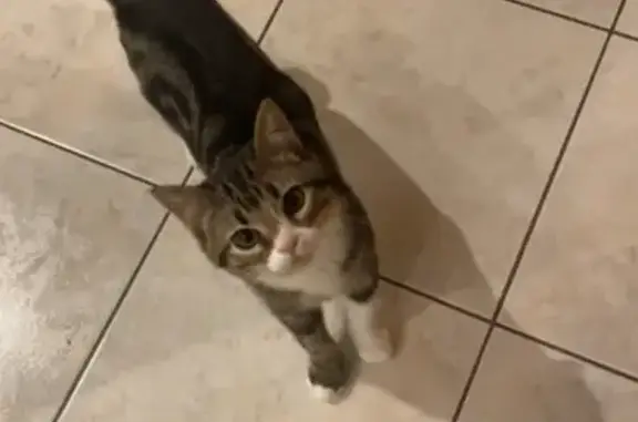 Chat disparu, secteur Pendreff, Plomeur - photo