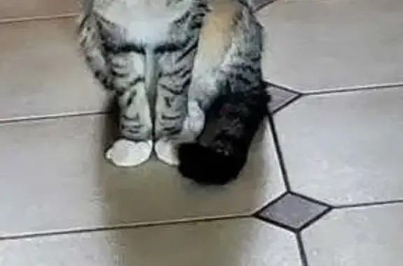 Chat mâle tigré disparu à Carros - photo