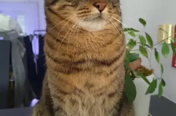 Chat perdu, , photo: Chat mâle tigré disparu à Savigny