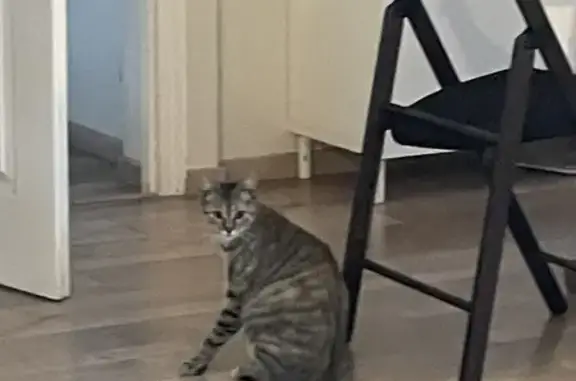 Chatte écaille disparue à Saint-Martin-d'Hères - photo