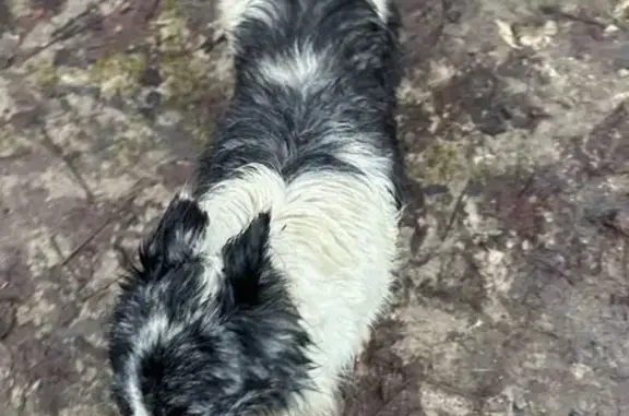 Chien trouvé à Villaines-la-Carelle (18) - photo