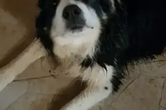 Animaux trouvés , photo: Chiens trouvés route D452 Villers-Levier
