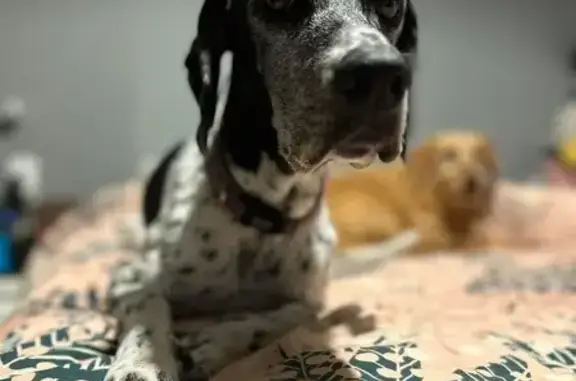 Chien perdu , photo : Braque allemand noir et blanc perdu à Paladru