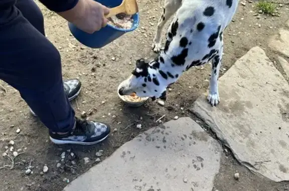 Perro Dálmata Perdido en Santa Cristina d'Aro