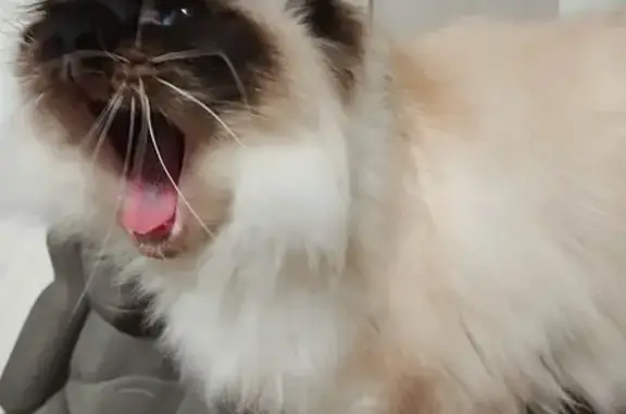 Animaux perdus Arras, photo: Chatte Sacré de Birmanie perdue à Arras