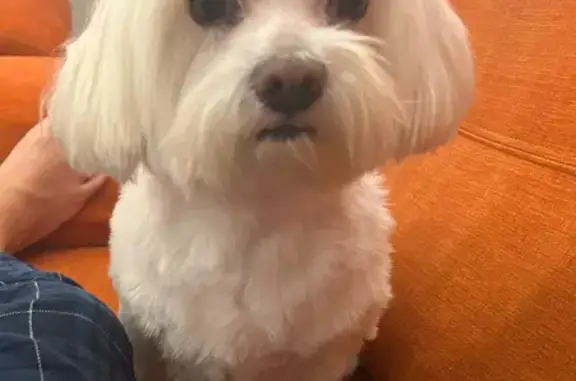 ¡Ayuda! Bichon Maltés Robado en San Fernando