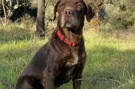 Chien perdu , photo : Chien perdu, collier rouge à Serviers