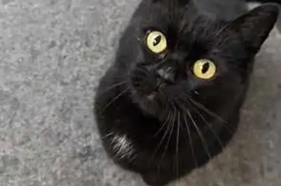 Animaux trouvés , photo: Chat trouvé à Merkwiller-Pechelbronn