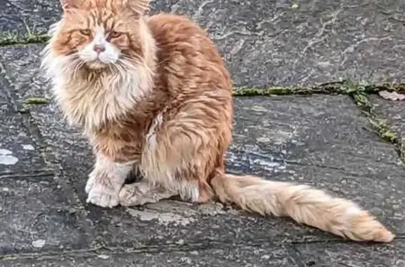 Animaux perdus , photo: Chat Main Coone roux-blanc perdu, La Livinière