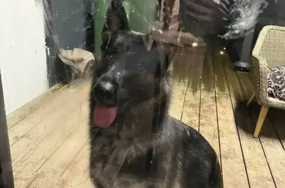 Chien trouvé Rivery, photo: Berger allemand trouvé à Rivery soir 21h