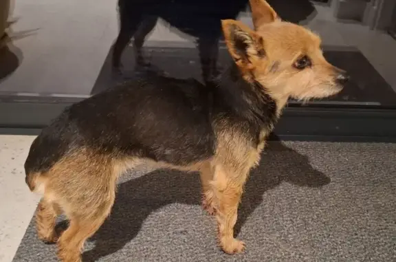 Chienne trouvée près de la Mairie de Ranzay - photo