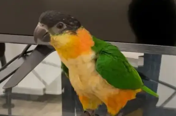 ¡Ayuda! Caique de cabeza negra perdido en Madrid