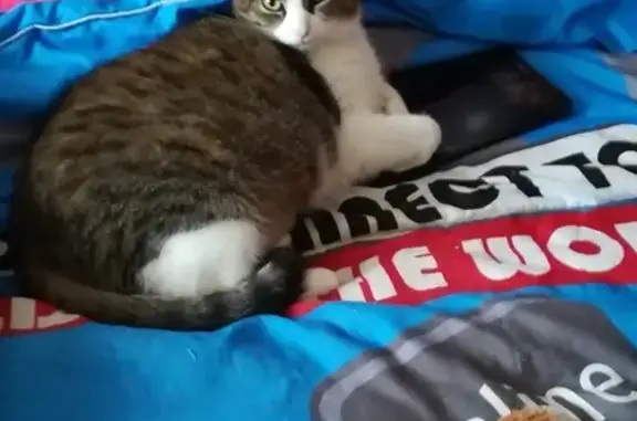 Animaux perdus , photo: Chatte européenne disparue à Bagnizeau