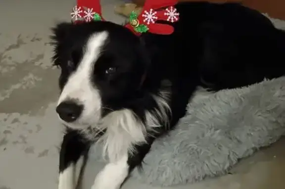 Chien perdu Châtillon-en-Michaille, photo : Border collie noir et blanc disparu à Châtillon