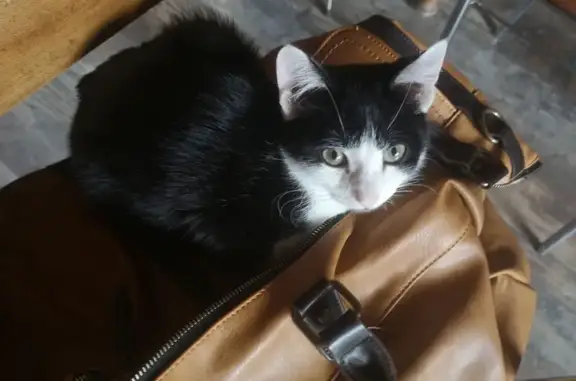Animaux trouvés , photo: Chaton mâle trouvé à Noël, Retournac