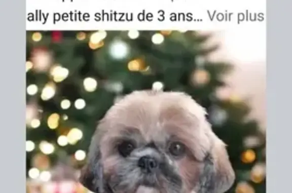 Chien perdu Malay-le-Grand, photo : Petite Shih Tzu beige perdue à Malay