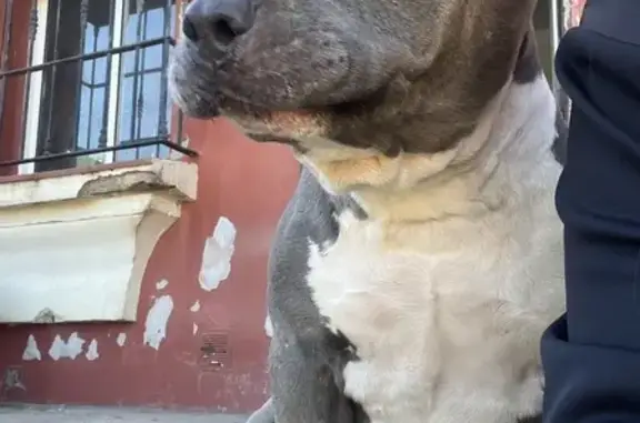 Perro perdido: Pitbull gris y blanco en Guadacorte