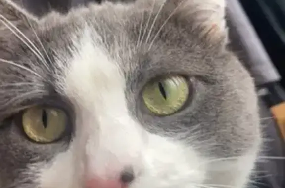 Chat perdu avec tache noire à Famars - photo