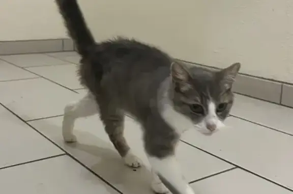 Chat trouvé Laon, photo: Chat gris-blanc trouvé Rue des Chenizelles