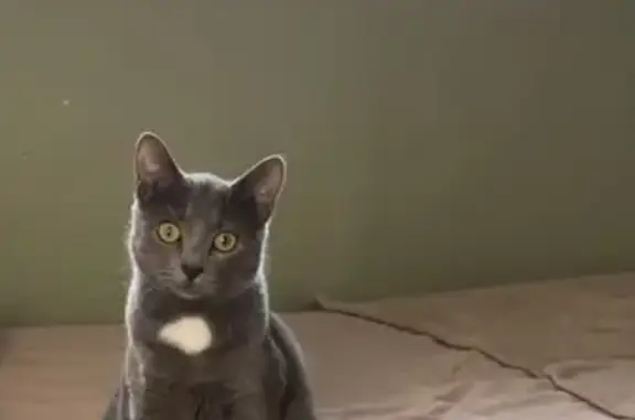 Animaux perdus Sotteville-lès-Rouen, photo: Chat européen gris perdu à Sotteville