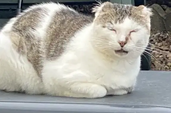 Animaux perdus Jouet-sur-l'Aubois, photo: Chat mâle blanc/gris perdu à Jouet-sur-l'Aubois
