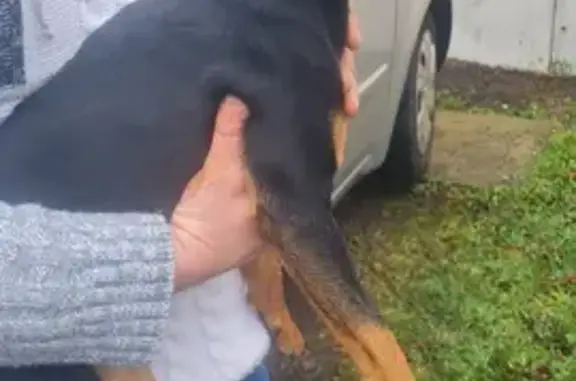 Chien errant trouvé à Bellengreville - photo