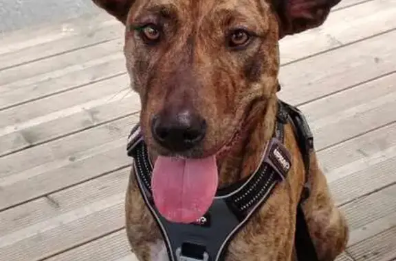Chien perdu Berck, photo : Chien perdu: croisé malinois à Berck