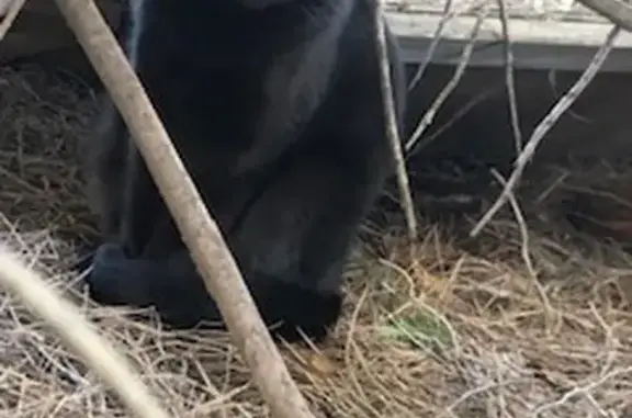 Animaux trouvés , photo: Jeune chat noir trouvé à Saint-Gilles