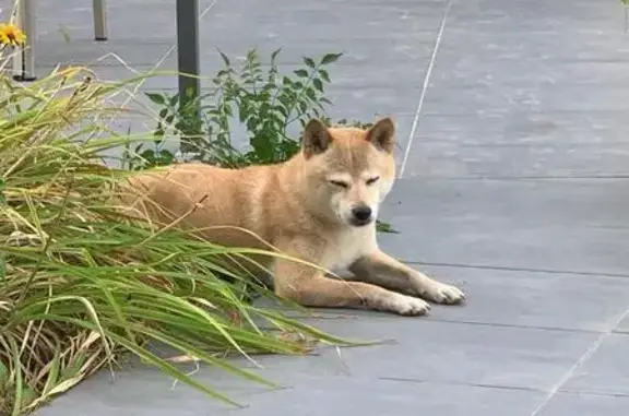 Chien perdu Lagnieu, photo : Shiba Inu roux perdu à Lagnieu le 24/12
