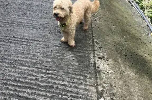 Chien mâle trouvé, collier vert, Lamentin - photo