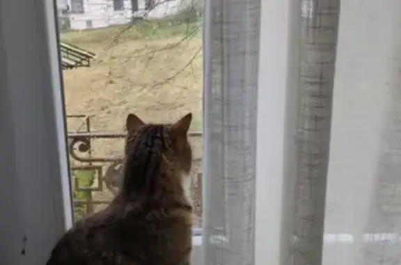 Chatte tigrée 2 ans perdue à Bort-les-Orgues - photo