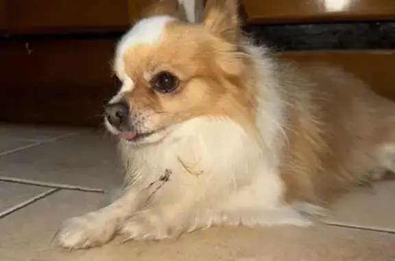 Chien trouvé à Ampuis, réf. D386, 6 ans - photo