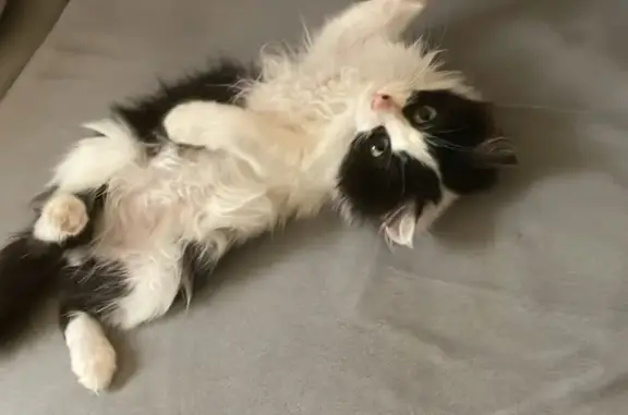 Animaux perdus Marseille Bompard, photo: Chat perdu : Keiko, mâle craintif, Marseille
