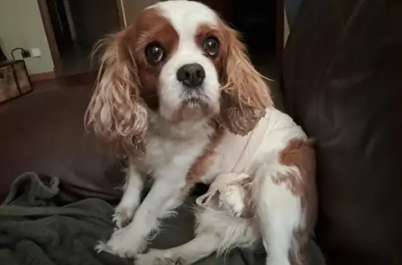 Chien trouvé Lançon-Provence, photo: Chien Cavalier King Charles trouvé à Lançon