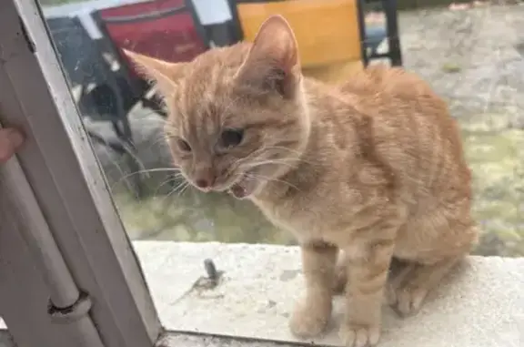 Chat trouvé Giroussens, photo: Chaton roux trouvé à Giroussens