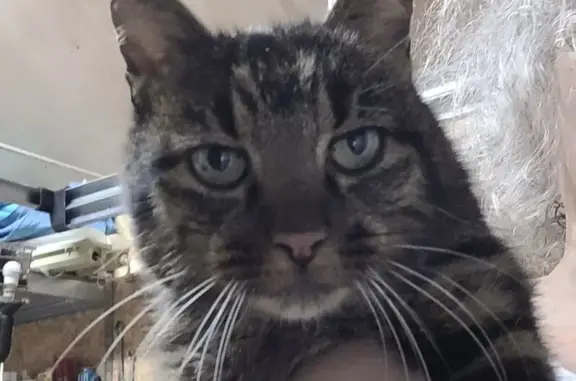 Chat trouvé Férel, photo: Chat tigré trouvé à Férel, collier rouge