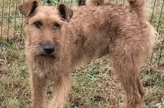 Chien perdu , photo : Terrier irlandais roux perdu à Coltainville