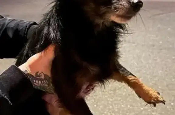 Lost Chihuahua: Black & Brown, Eureka