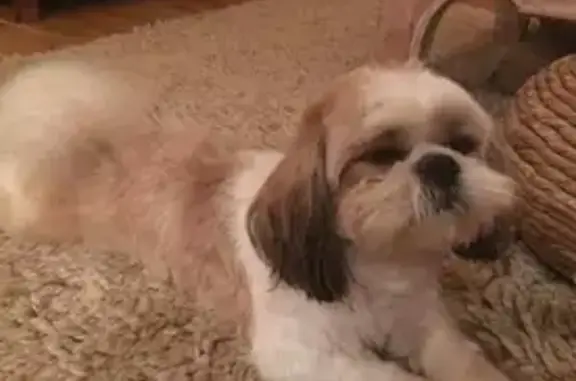 ¡Perro Shih Tzu perdido en Alfaz del Pi!