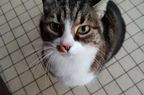 Chat trouvé Offemont, photo: Chat gris et blanc trouvé à Offemont