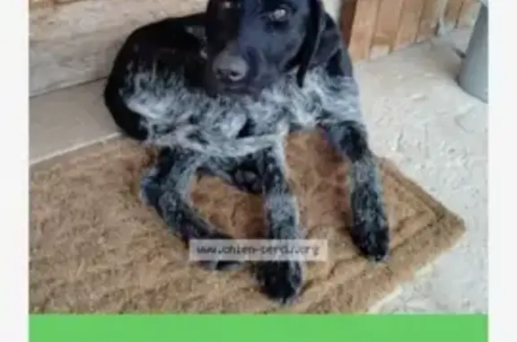 Chienne d'arrêt trouvée à La Vineuse - photo