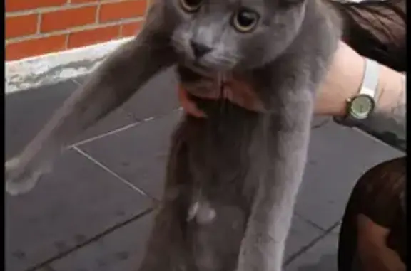 Jeune chat trouvé stérilisé à Erquinghem-Lys - photo