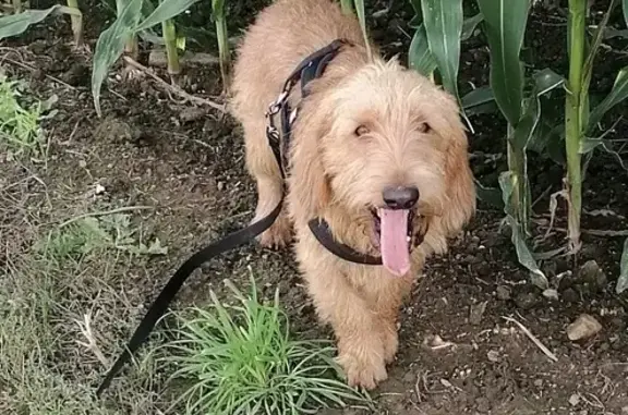 Animaux perdus , photo: Basset fauve perdu à Scrignac