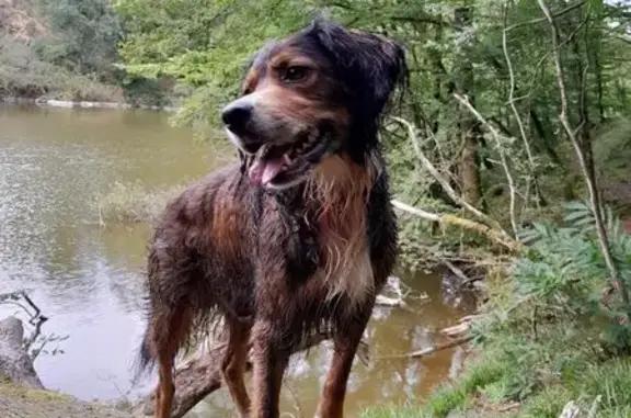 Chien perdu à Niort : Manny, collier rouge - photo