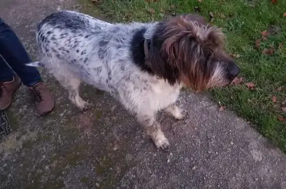 Chien trouvé , photo: Chien tacheté perdu à Boffres